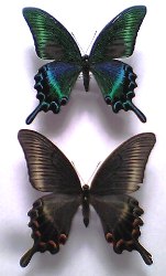 Achillides maackii aberration494 (Internet Image property of respective owner, non-commercial use only)